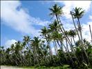 Guam coconut trees
